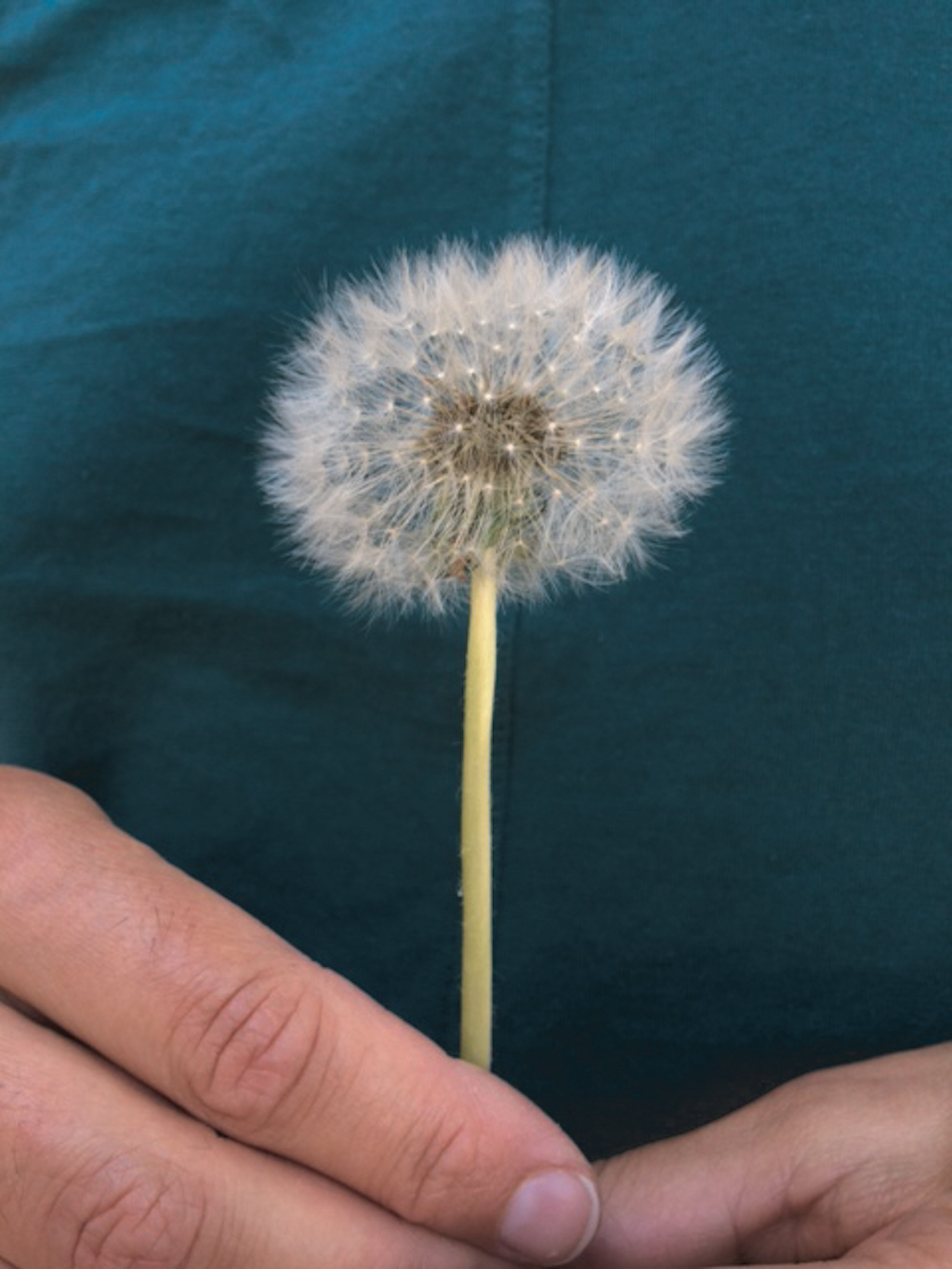 Pusteblume in Händen, fotografiert von Catrin Otto